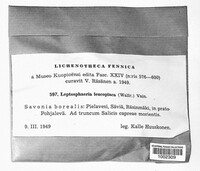 Image of Eopyrenula leucoplaca